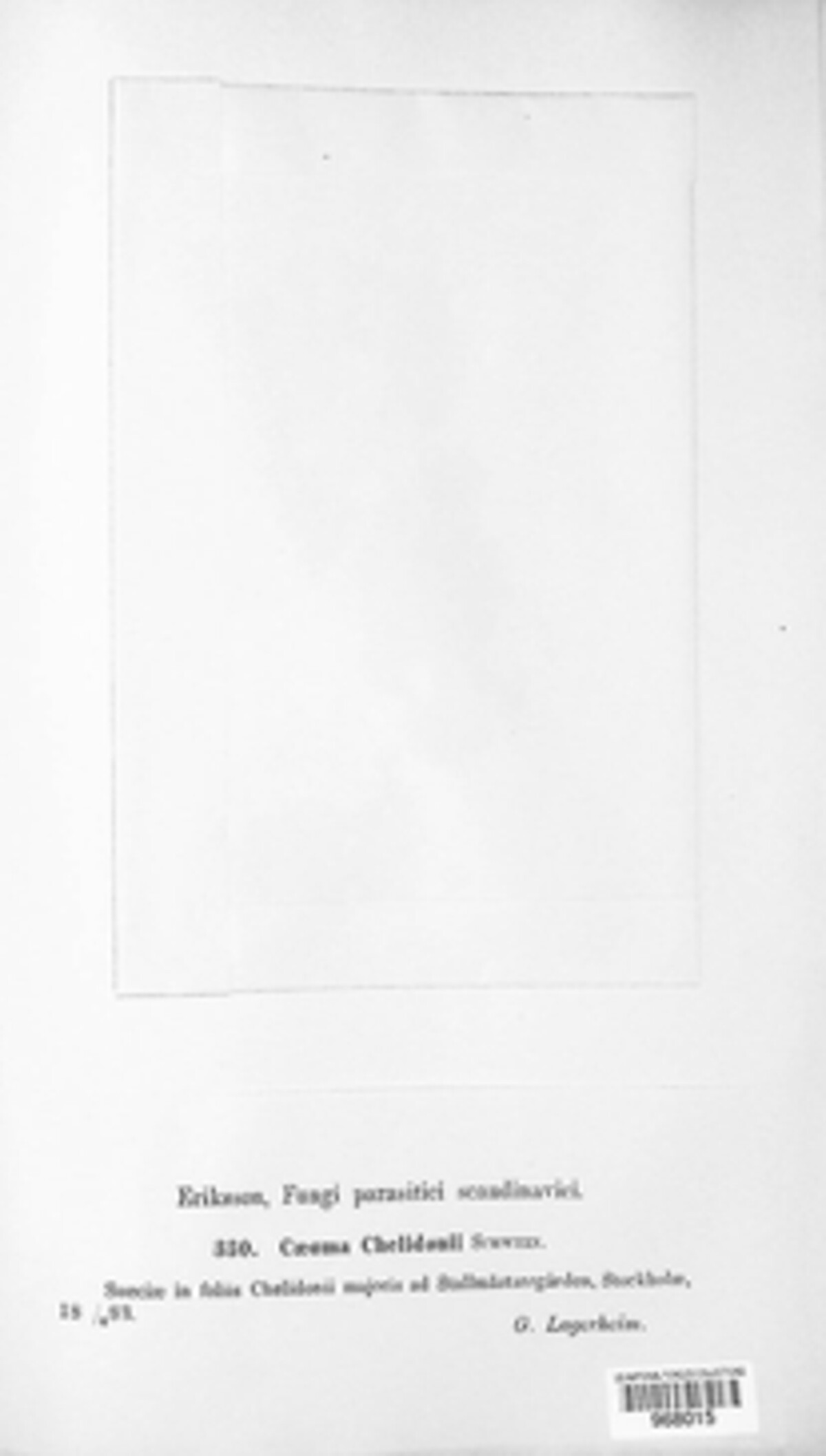 Caeoma chelidonii image